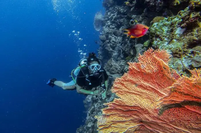 Taman Nasional Wakatobi, Spot Terbaik Menikmati Keindahan Bawah Laut